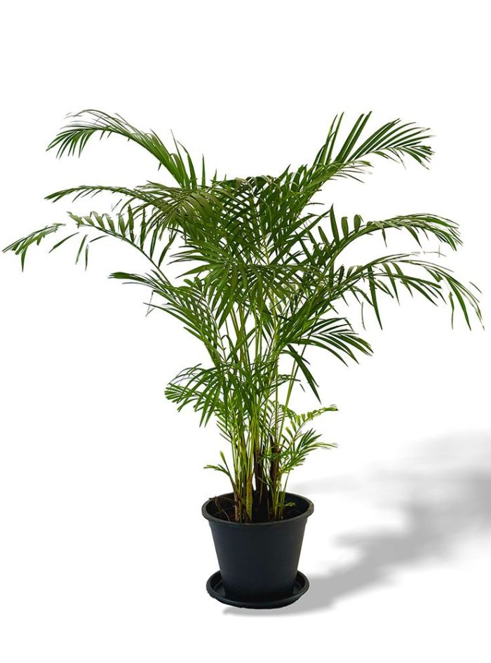 cane-palms-s4 Cane palm indoor and outdoor plants for sale in Sri Lanka