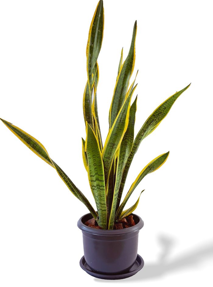 Sansevieria Laurentii S4 Sansevieria Laurentii size 4 for sale in Sri Lanka