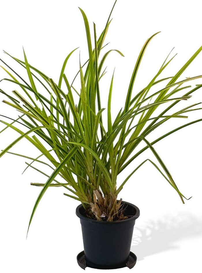 plant-1