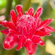 Heliconia Ginger 1