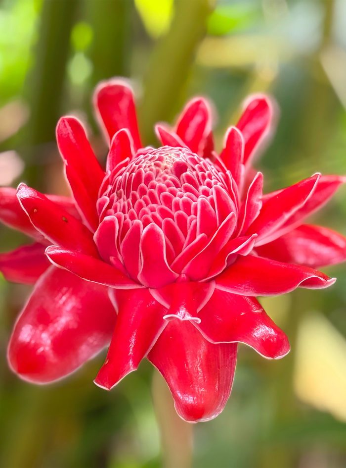 Heliconia Ginger 1