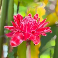 Heliconia ginger red plants for sale in sri lanka