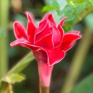 Heliconia Ginger 3