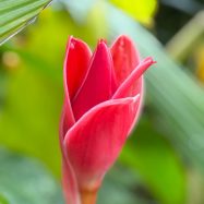 Heliconia Ginger 4
