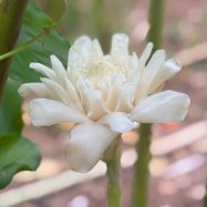 Heliconia ginger white siddhartha plants for sale in sri lanka