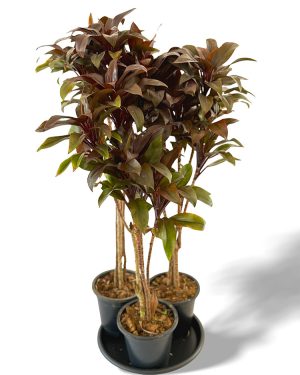 Purple compacta indoor and outdoor plants for sale in sri lanka