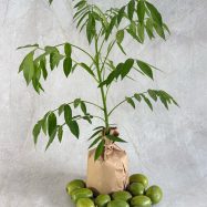 Amberella 2
