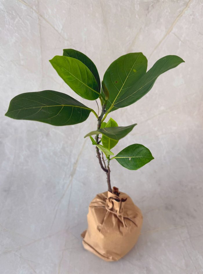 Gini Waraka Gini waraka plants for sale and gifting in Sri Lanka