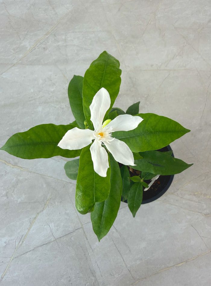 Idda Small 1 Small Idda plants for sale and gifting in Sri Lanka with delivery