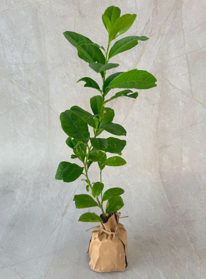 Lemon Lemon plants for sale and gifting in Sri Lanka