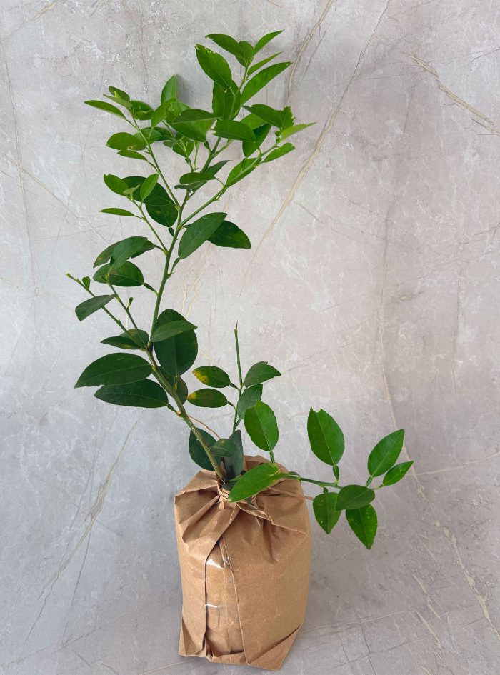 Lime Lime plants for sale and gifting in sri lanka