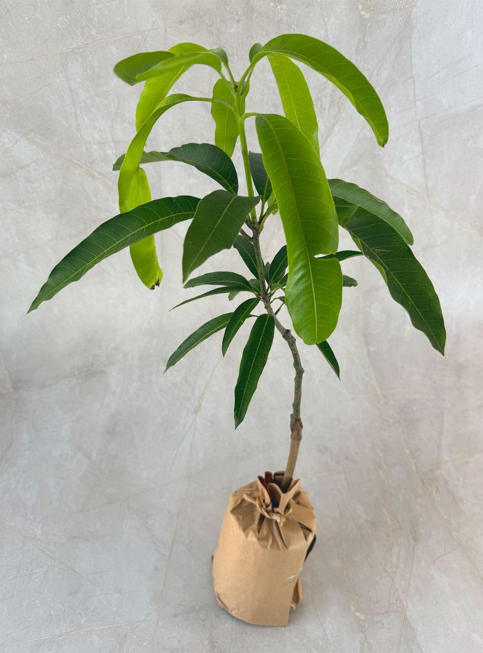 Mango TJC 1 TJC Mango plants for sale and send as a gift in Sri Lanka