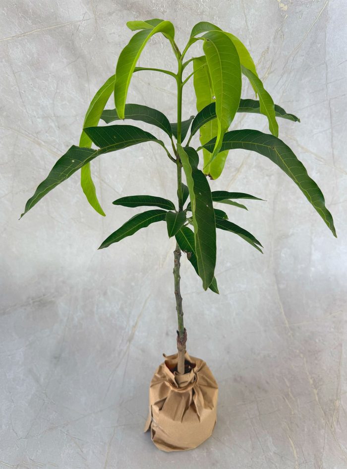 Mango TJC 2 TJC Mango plants for sale and send as a gift in Sri Lanka