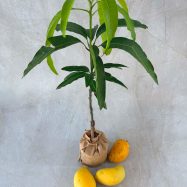 Mango TJC 3