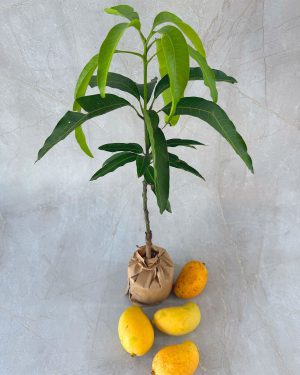 Mango TJC 3