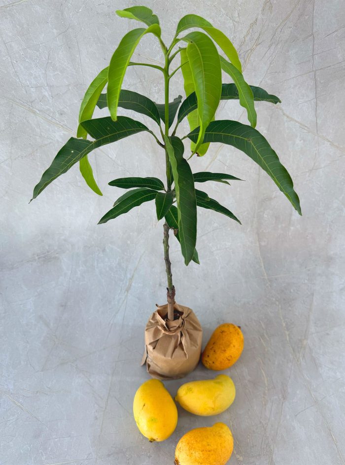 Mango TJC 3 Mango TJC 3