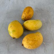 Mango TJC 4