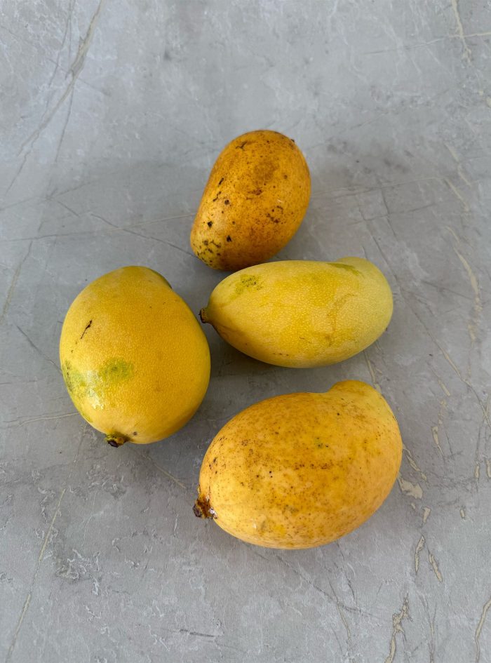 Mango TJC 4 Mango TJC 4