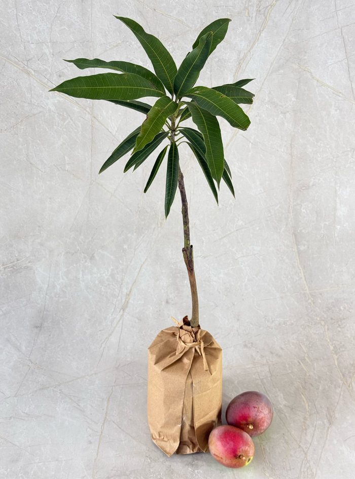 Mango Vilad Budded Vilad mango plants in Sri Lanka for purchasing or send as a gift