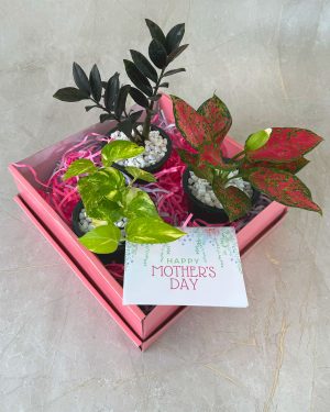 Mothers day plant gift bundle Amma's garden in Colombo Sri Lanka