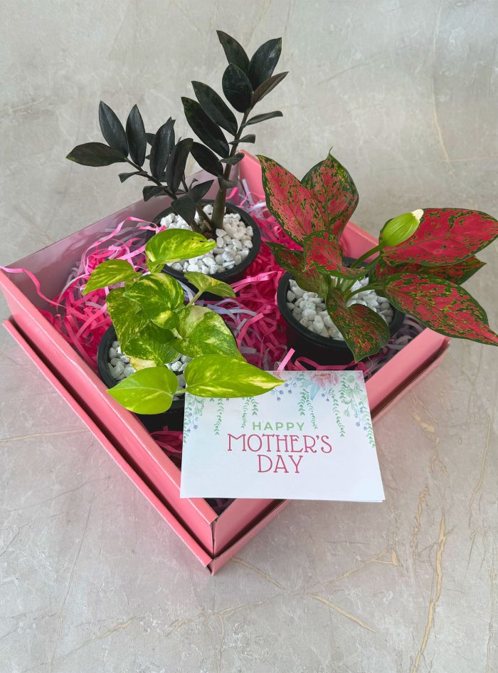 Ammas Garden Mothers day plant gift bundle Amma's garden in Colombo Sri Lanka
