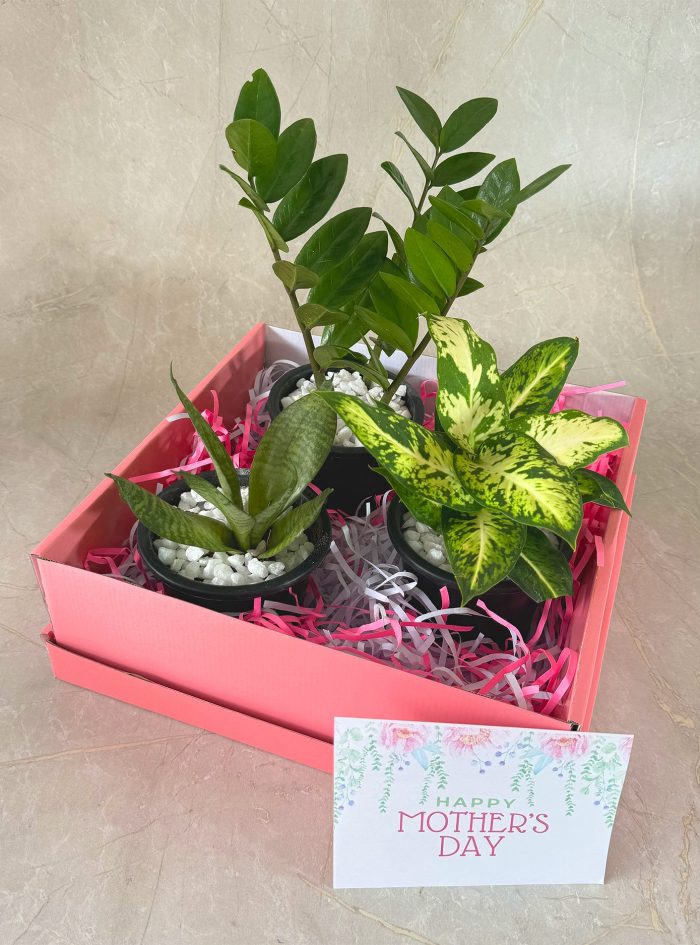 Evergreen Love