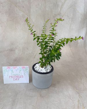 Little Greens