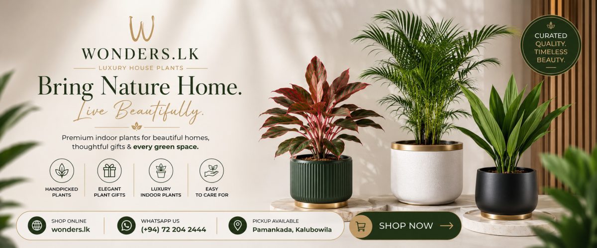 luxury indoor outdoor and house plants for sale and delivery in sri lanka