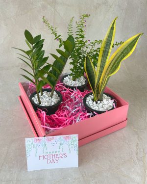 Mothers day gifts plants bundle delivery in Sri Lanka