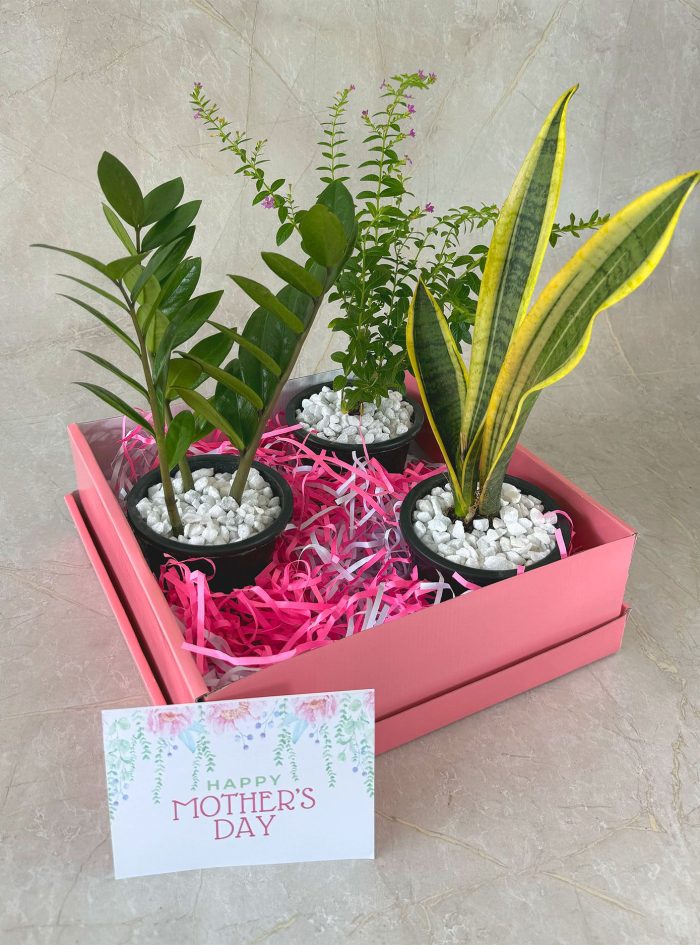 Mothers day gifts plants bundle delivery in Sri Lanka
