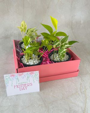 Serenity Mothers day plants gift box for delivery in Colombo Sri Lanka