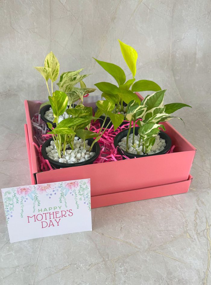 Serenity Mothers day plants gift box for delivery in Colombo Sri Lanka