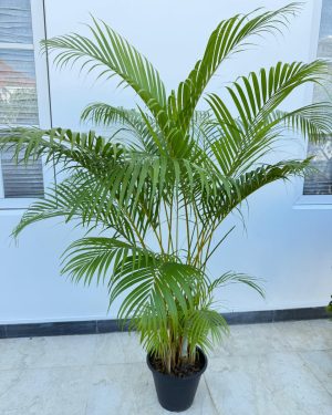 Cane Palm 5ft plants for rent in Sri Lanka