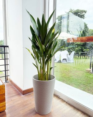 heliconia variegated yellow plants for rent and sale in sri lanka