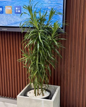 Dracaena Song of Jamaica plants for rent for events and offices