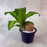 Massangeana Happy Plant for tables, offices, and decor