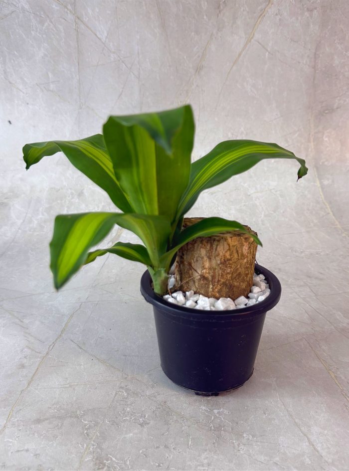 Massangeana Happy Plant 1 Massangeana Happy Plant for tables, offices, and decor