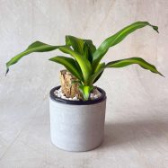 Massangeana Happy Plant 2 C