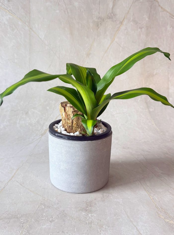 Massangeana Happy Plant 2 C Massangeana Happy Plant 2 C