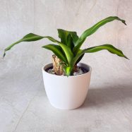 Massangeana Happy Plant 3 LW