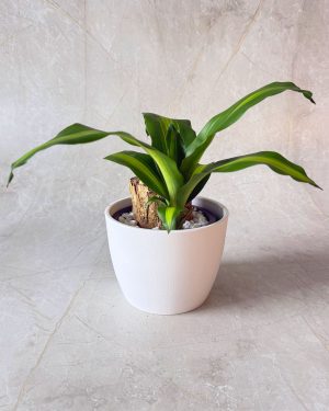 Happy Plant - Massangeana