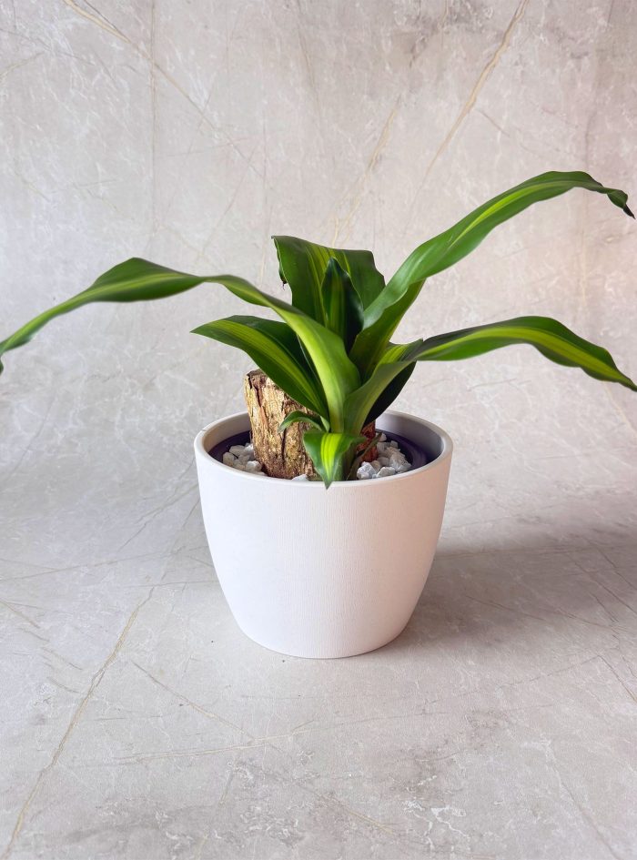 Massangeana Happy Plant 3 LW Massangeana Happy Plant 3 LW