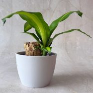 Massangeana Happy Plant 4 LLG