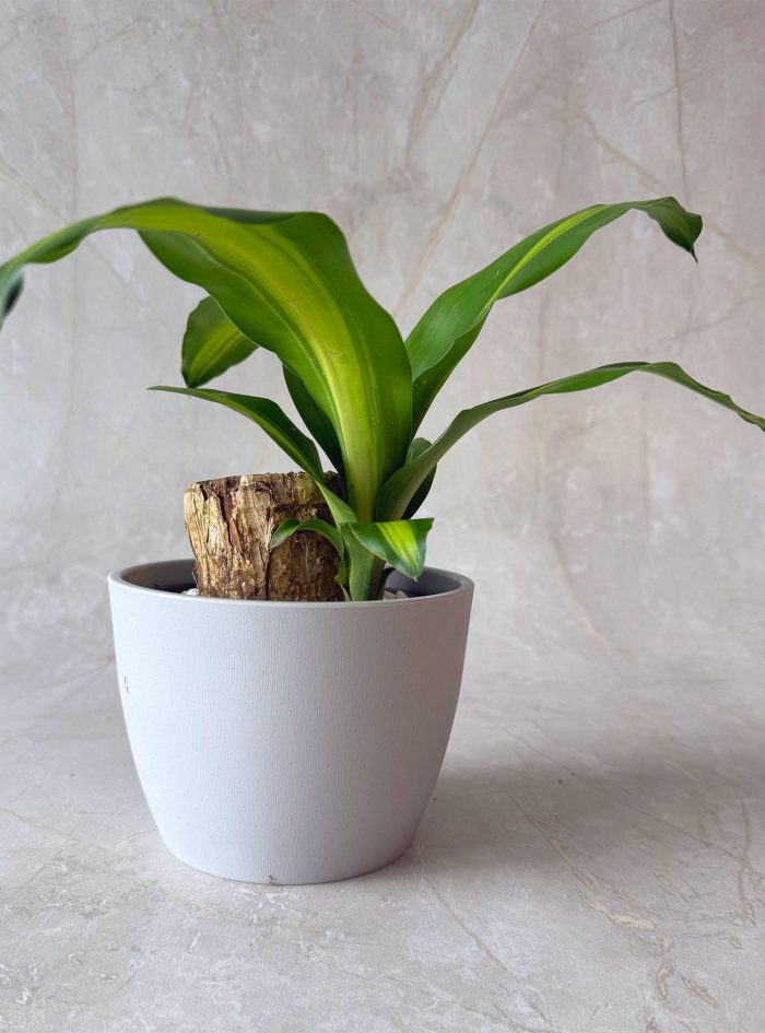 Massangeana Happy Plant 4 LLG Massangeana Happy Plant 4 LLG