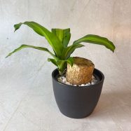 Massangeana Happy Plant 5 LB