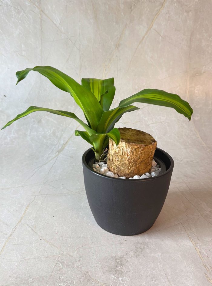 Massangeana Happy Plant 5 LB Massangeana Happy Plant 5 LB