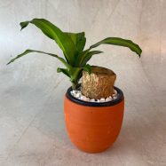 Massangeana Happy Plant 6 Clay