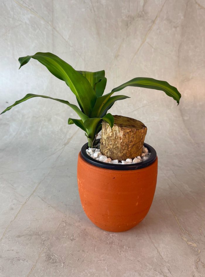 Massangeana Happy Plant 6 Clay Massangeana Happy Plant 6 Clay
