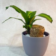 Massangeana Happy Plant 7 LDG
