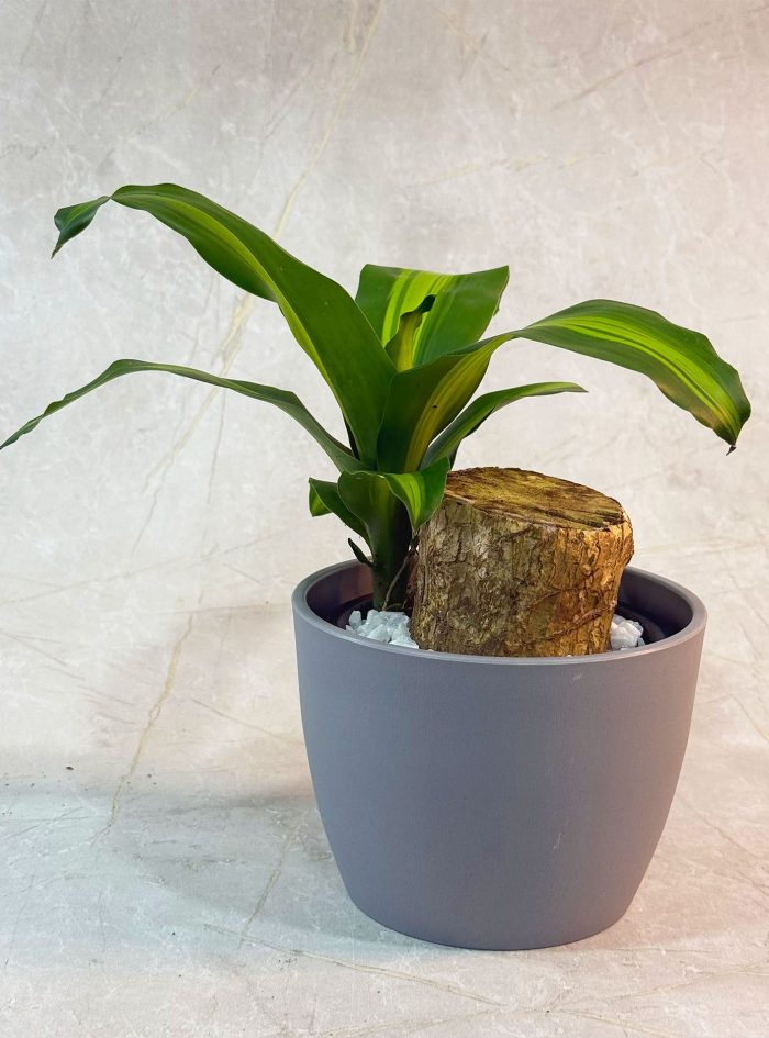 Massangeana Happy Plant 7 LDG Massangeana Happy Plant 7 LDG